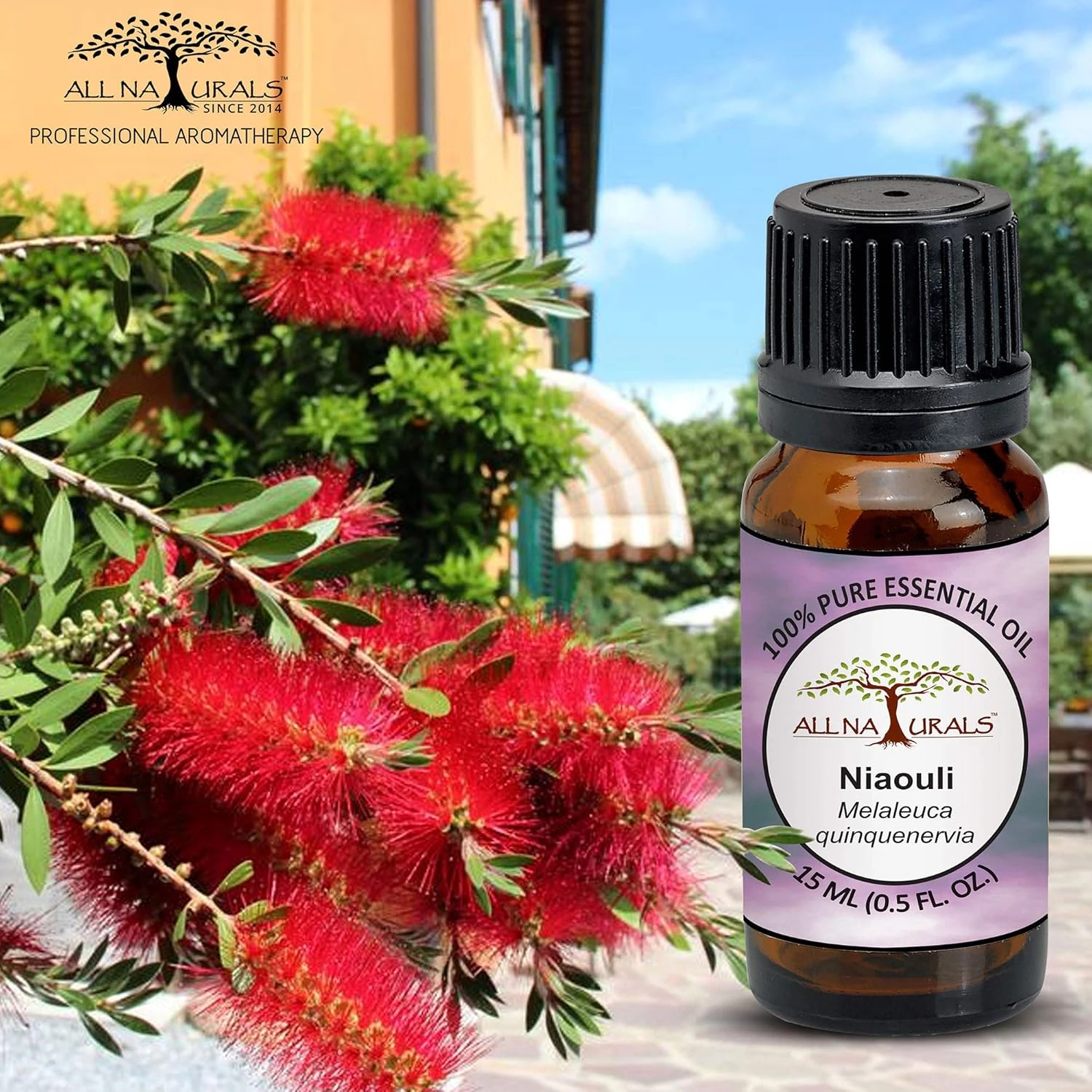 All Naturals Niaouli Essential Oil - Image 2