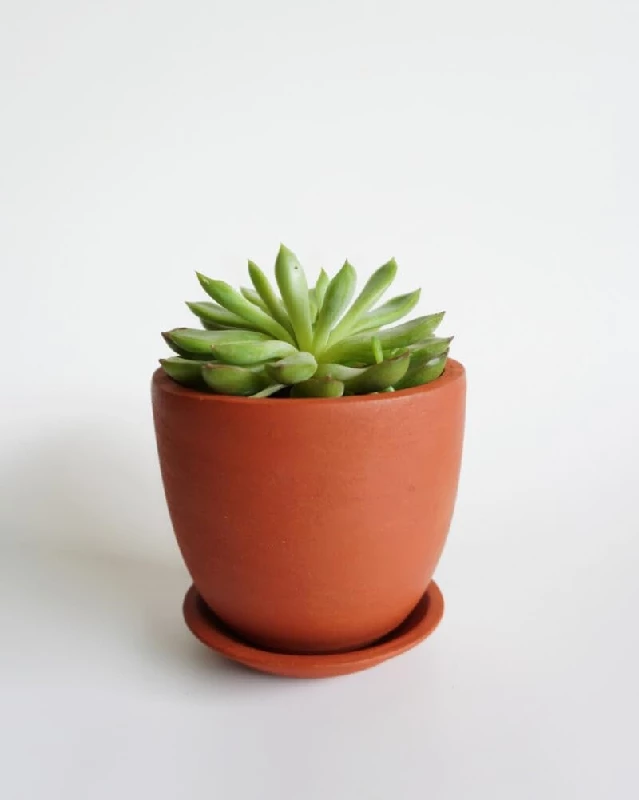 Cera And Terra Succulent Cup Pot