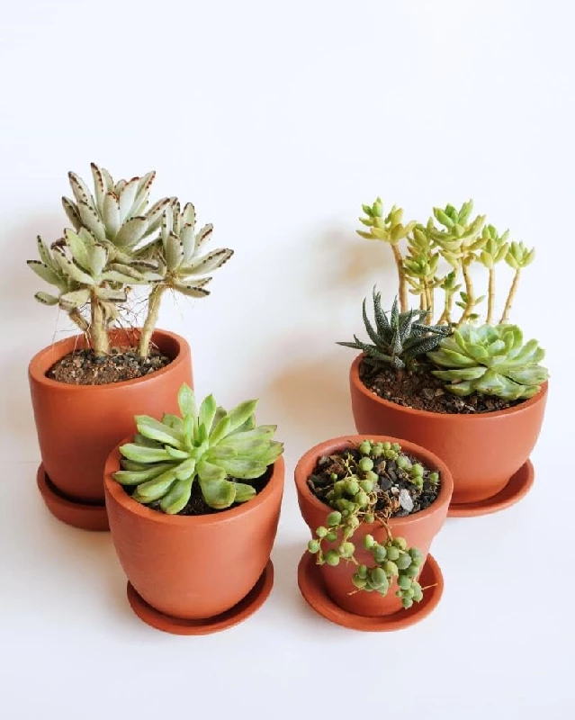 Cera And Terra Succulent Cup Pot - Image 2