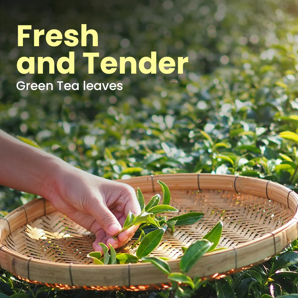Sprig Green Tea Powder - Image 3